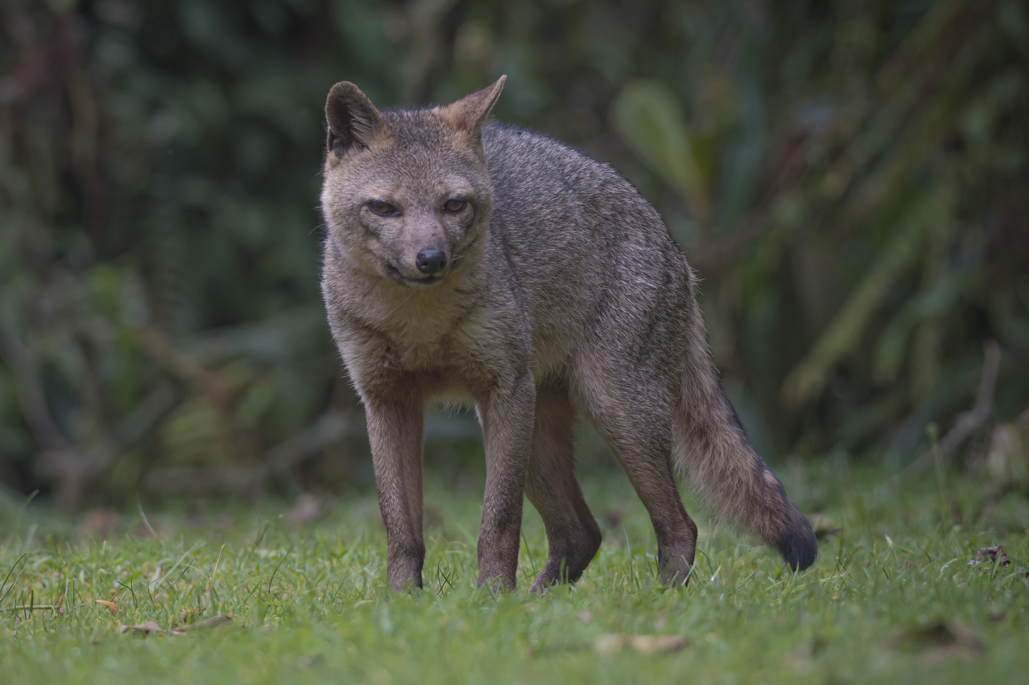 Wild Colombia: Birds & Wildlife Photo Expedition 10D - 9N?>